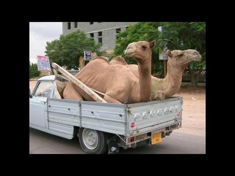 Divers - Tu ne vois pas ça tous les jours....