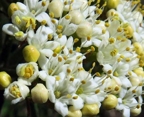 Viorne lantane (Viburnum lantana)