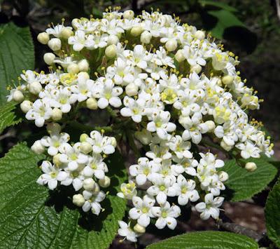 Viorne lantane (Viburnum lantana)
