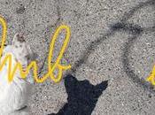 Navets, cannelés polenta