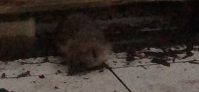 Ce que Pépère nous fait faire