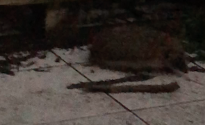 Ce que Pépère nous fait faire