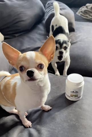 Avis : Veto compagnon, un site web d'aliments complémentaires pour chien et chat