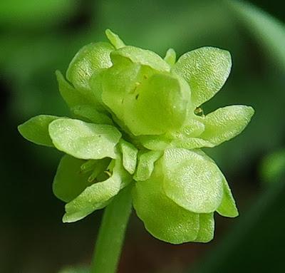 Moschatelline (Adoxa moschatellina)