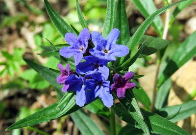 Grémil bleu-pourpre (Buglossoides purpurocaerulea)