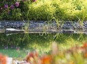 Piscines naturelles parfaitement intégrées dans jardin