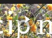 Archives sonores CIPM