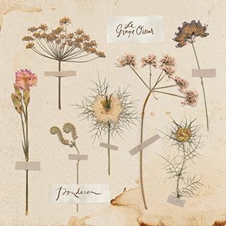 FLASH : DUA LIPA / ANDI FINS / LE GROUPE OBSCUR