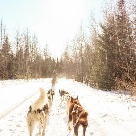 hiver au canada chien de traineau