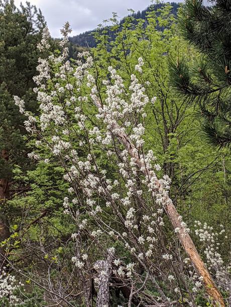 Erste Enziane und Frühlingsblüten in Mittenwald — 17 Bilder — 01. Mei 2020.