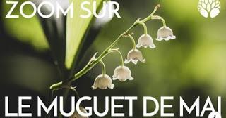 Le lys de la vallée...
