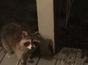 Journal confinement dans Appalaches jour