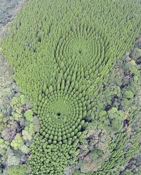 Les expérimentations forestières japonaises près de Nichinan ont laissé des crop-circles particuliers, démontrant que les cèdres doivent être suffisamment espacés pour pousser à taille respectable! 