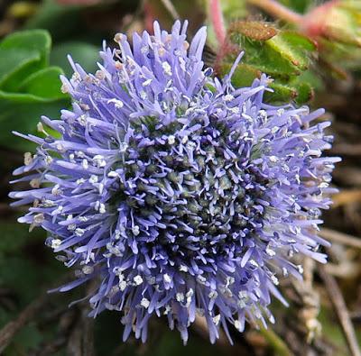 Globulaire (Globularia bisnagarica)