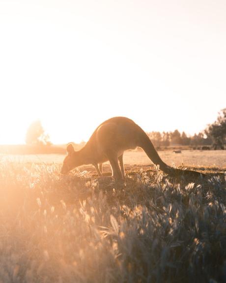 // VOYAGE // S’évader virtuellement du quotidien : les plus beaux endroits d’Australie