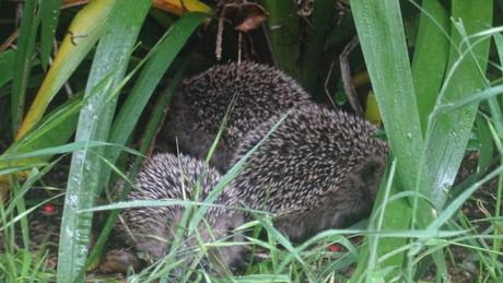 Désormais nous l’appellerons « Dominique »