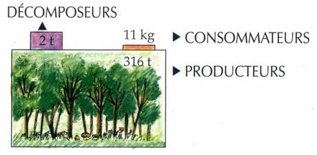 Exemples d’écosystèmes Exemples d’écosystèmes