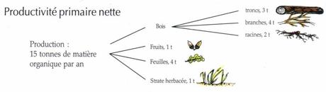 Exemples d’écosystèmes Exemples d’écosystèmes