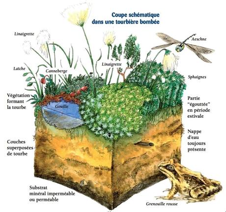 Exemples d’écosystèmes