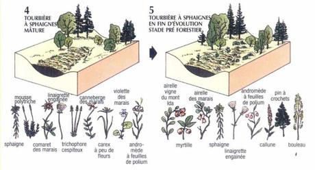 Exemples d’écosystèmes Exemples d’écosystèmes