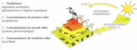 Exemples d’écosystèmes Exemples d’écosystèmes