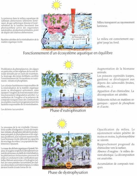 Exemples d’écosystèmes Exemples d’écosystèmes