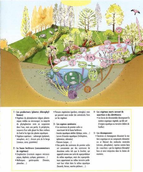 Exemples d’écosystèmes Exemples d’écosystèmes