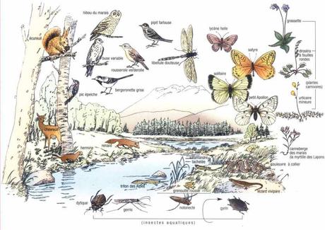 Exemples d’écosystèmes