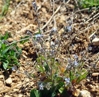 Myosotis hérissé (Myosotis ramosissima)