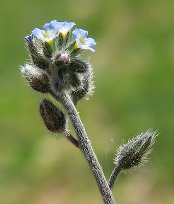 Myosotis hérissé (Myosotis ramosissima)