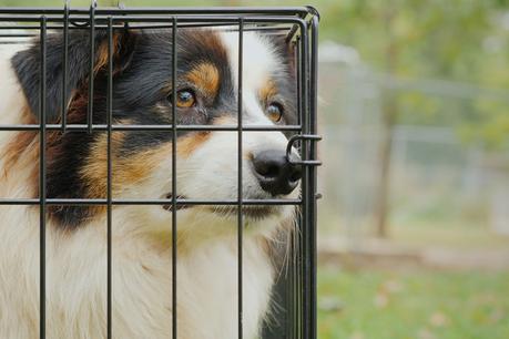 Quelle taille de cage choisir pour mon chien ? - Paperblog