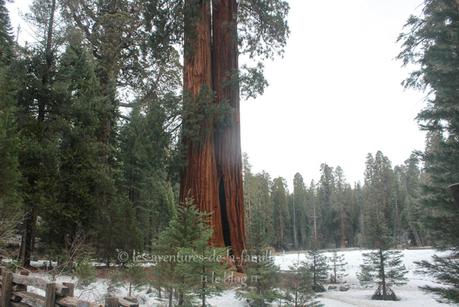Sequoia National Park : Big Trees Trail