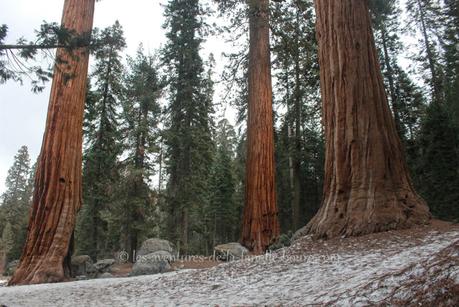 Sequoia National Park : Big Trees Trail