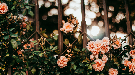 Les roses de Somerset – Leila Meacham