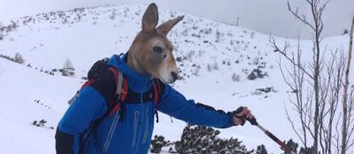 À l’Australie d’essuyer les plâtres …