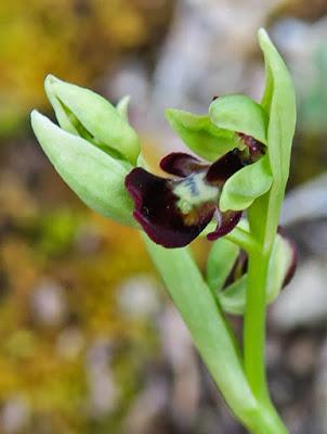 Ophrys mouche (Ophrys insectifera)