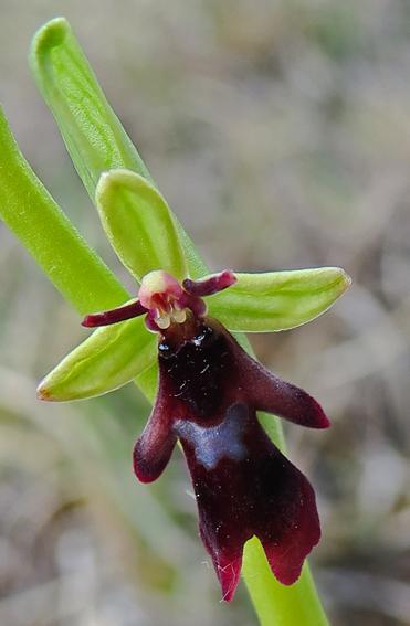 Ophrys mouche (Ophrys insectifera)