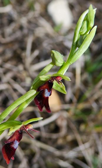 Ophrys mouche (Ophrys insectifera)