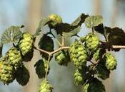 News bière Coronavirus: saison houblon 2020 s’annonce difficile pour producteurs brasseurs alsaciens Bière noire