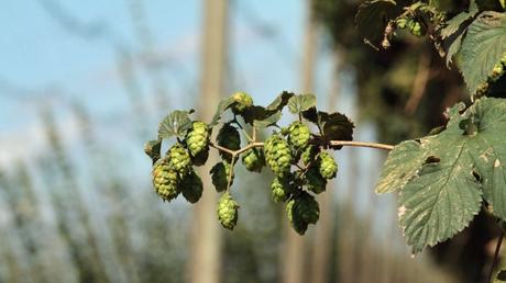 News bière – Coronavirus: la saison du houblon 2020 s’annonce difficile pour les producteurs et brasseurs alsaciens

 – Bière noire