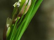 Mélique fleur (Melica uniflora)
