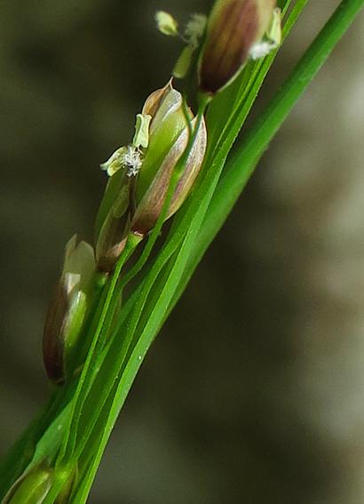 Mélique à une fleur (Melica uniflora)