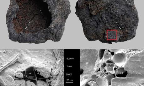 News bière – La bière était là! Un nouveau marqueur microstructural pour le maltage dans les archives archéologiques
 – Bière brune