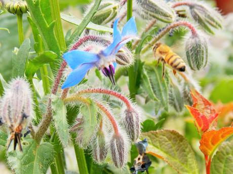 Attirez les insectes pollinisateurs en installant de nombreuses plantes mellifères