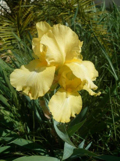 fleurs,plantes,jardin,jardinage,insectes,nature,iris,fraises,yucca