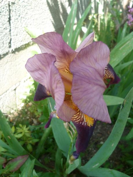 fleurs,plantes,jardin,jardinage,insectes,nature,iris,fraises,yucca