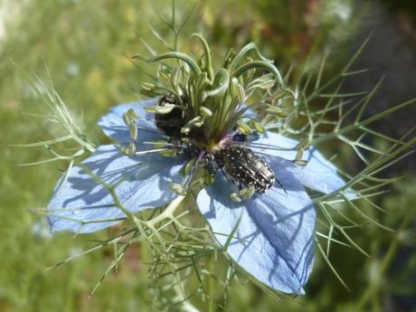 fleurs,plantes,jardin,jardinage,insectes,nature,iris,fraises,yucca