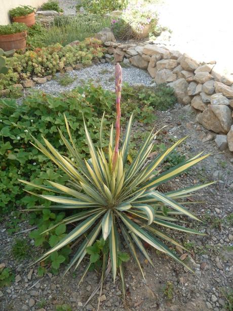 fleurs,plantes,jardin,jardinage,insectes,nature,iris,fraises,yucca