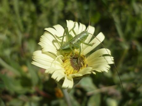 fleurs,plantes,jardin,jardinage,insectes,nature,iris,fraises,yucca
