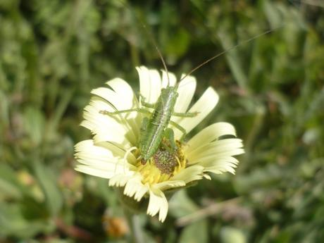 fleurs,plantes,jardin,jardinage,insectes,nature,iris,fraises,yucca
